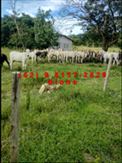 Fazenda -  Faina  - 40 alqs